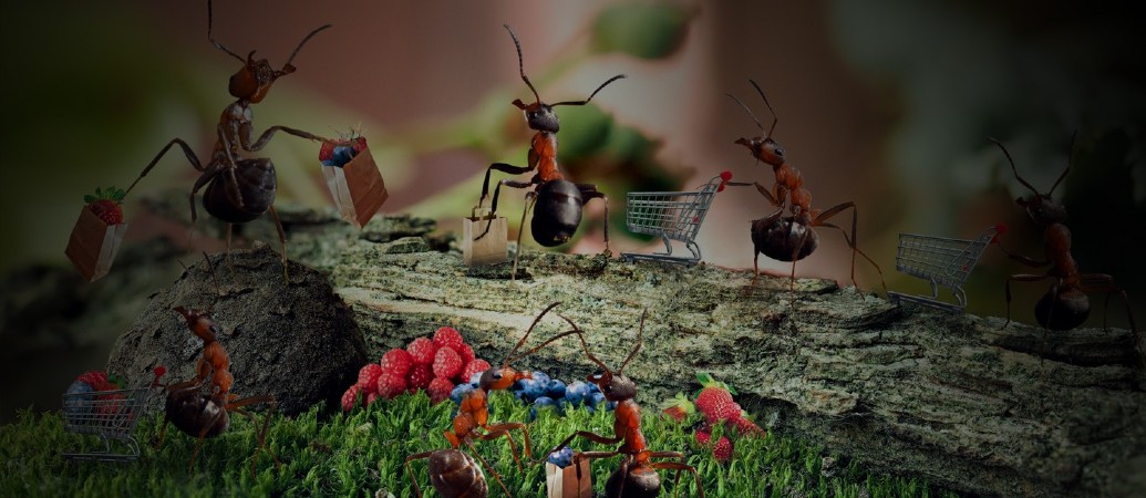 aktueller Schädling